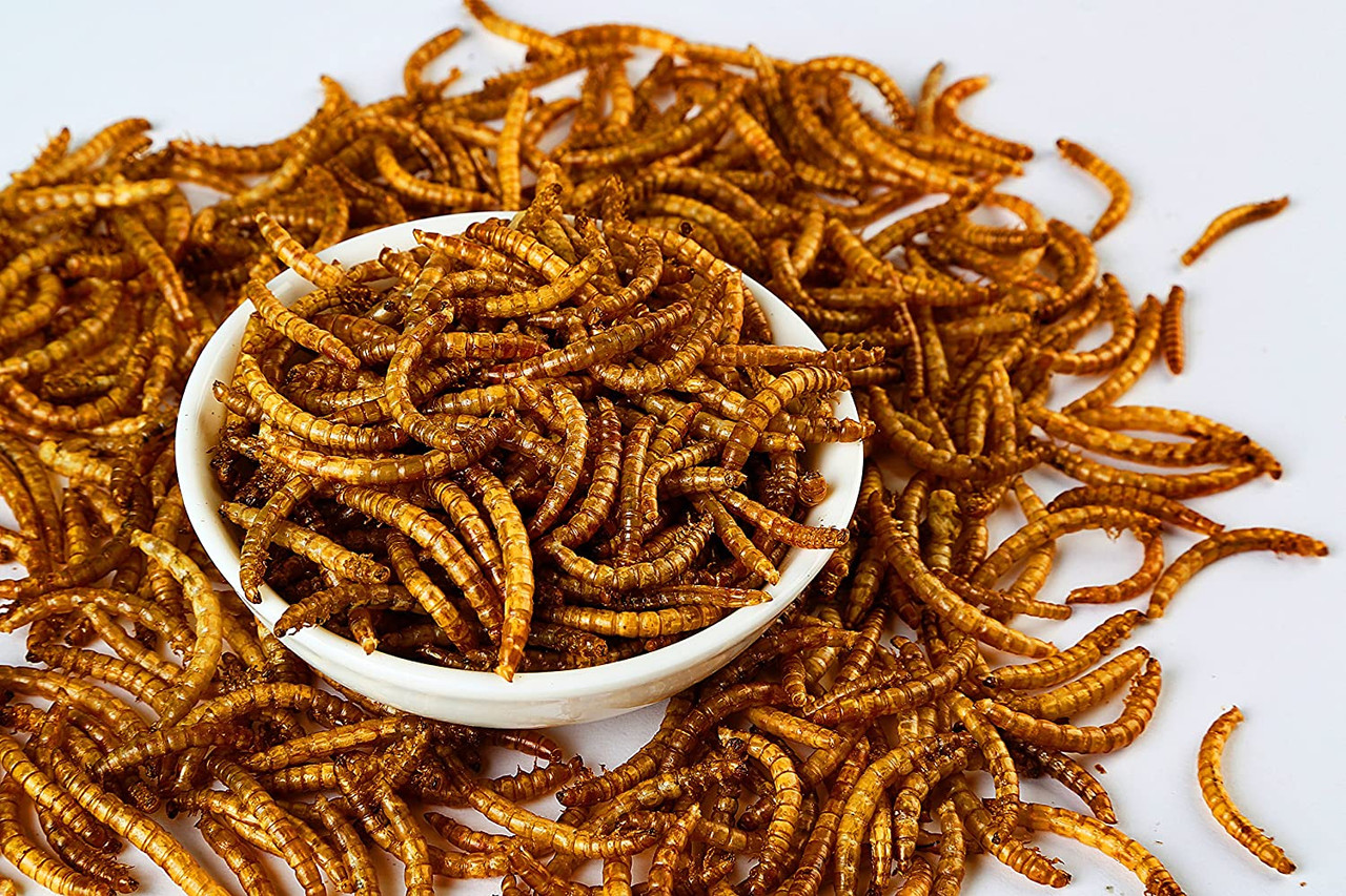 Dried Mealworm