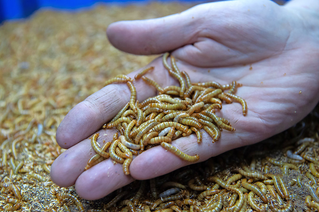 Live Mealworm